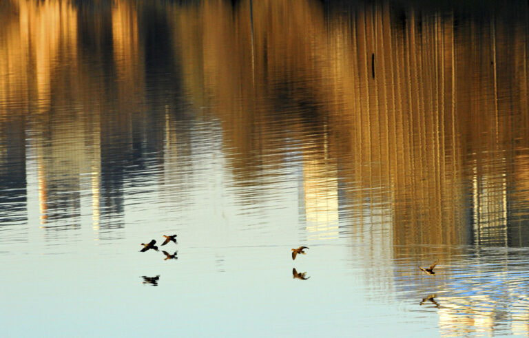 Eighteen years of photography, five continents - Each bird in the forest